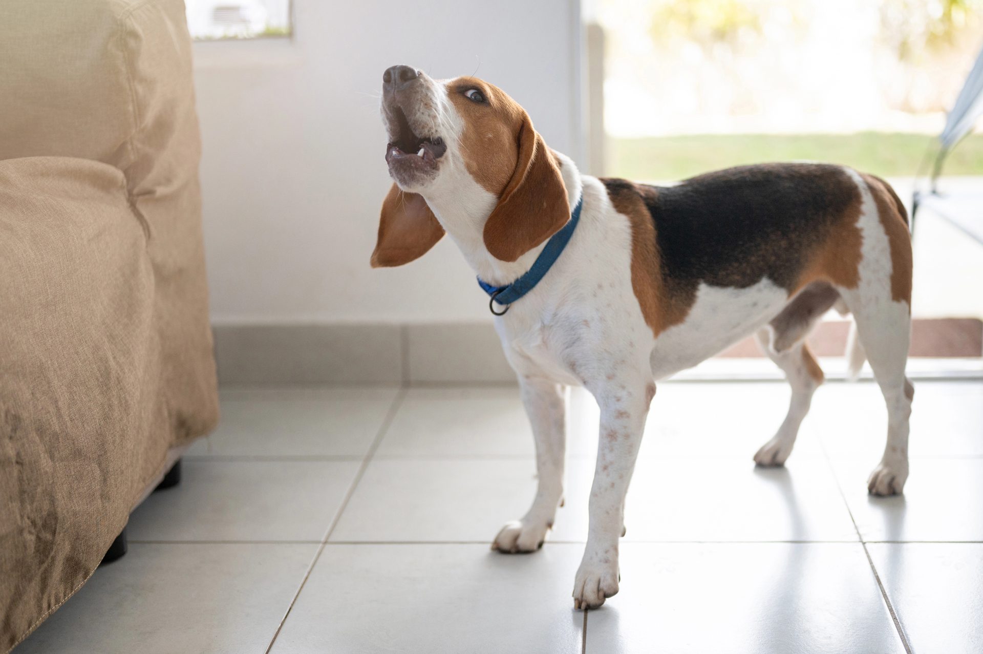 Managing Excessive Barking – Animal Services Center of the Mesilla Valley