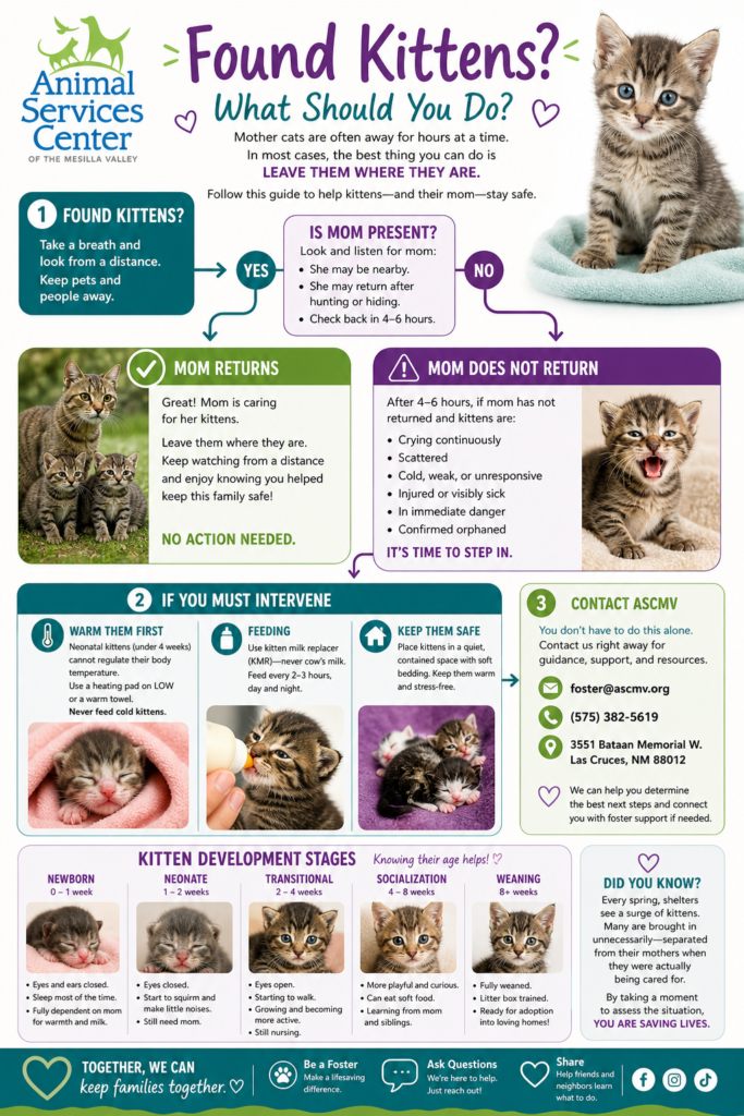 What do you do when you find a litter of kittens without mom. This image tells you,