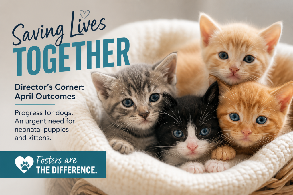 Kittens in a basket needing a foster