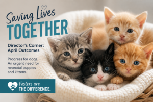 Kittens in a basket needing a foster