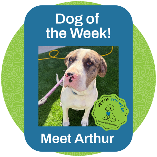 ASMV_POW_Arthur_6.15