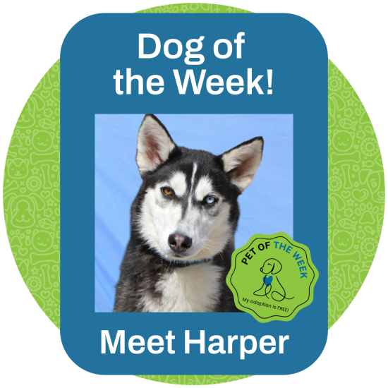 ASMV_POW_Harper_6.15