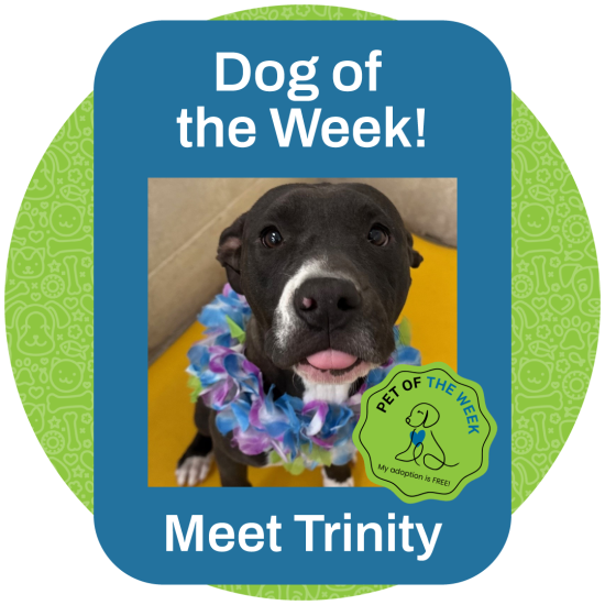 ASMV_POW_TRINITY_6.26