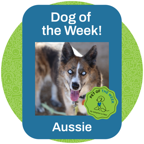 ASMV_PetOfTheWeek_Aussie
