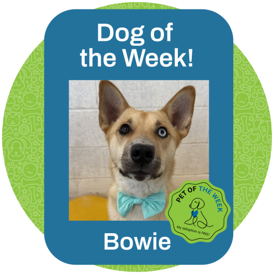 ASMV_PetOfTheWeek_Bowie