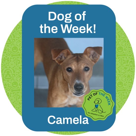 ASMV_PetOfTheWeek_Camela2