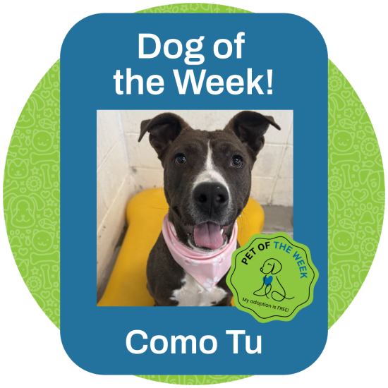 ASMV_PetOfTheWeek_ComoTu2