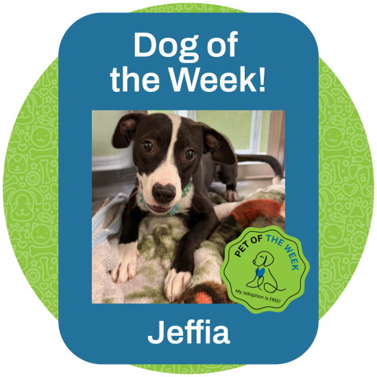 ASMV_PetOfTheWeek_Jeffia