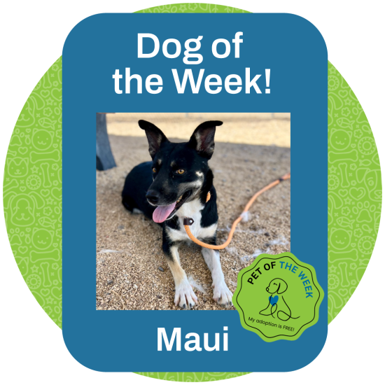 ASMV_PetOfTheWeek_Maui