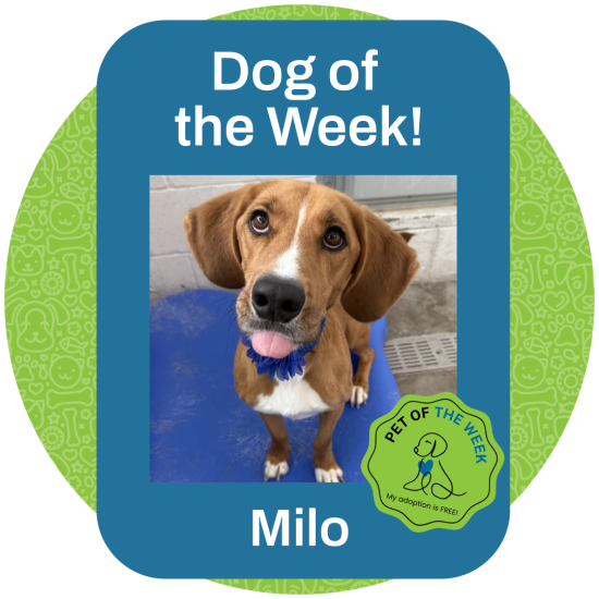 ASMV_PetOfTheWeek_Milo