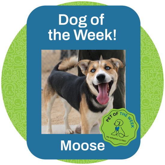 ASMV_PetOfTheWeek_Moose