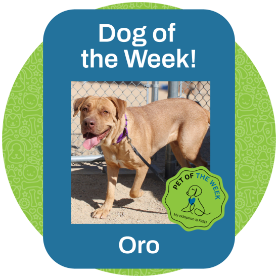 ASMV_PetOfTheWeek_Oro