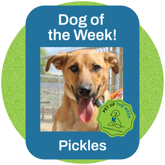 ASMV_PetOfTheWeek_Pickles
