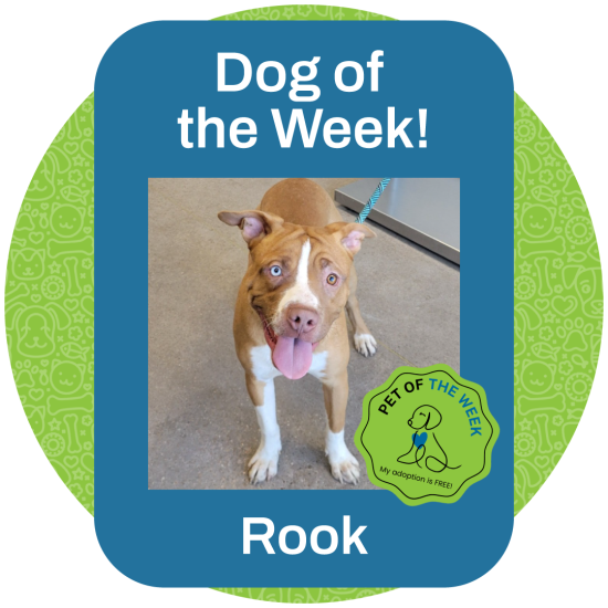 ASMV_PetOfTheWeek_Rook