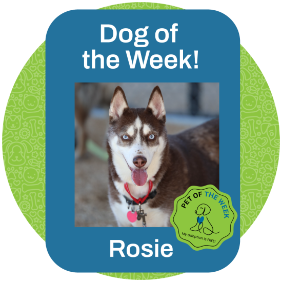 ASMV_PetOfTheWeek_Rosie