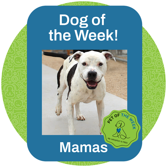 ASMV_Pet_OfTheWeek_Mamas