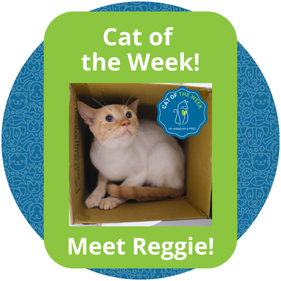 Copy of Cat of the Week (1)