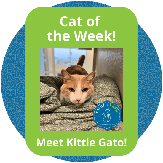 Copy of Cat of the Week (1)