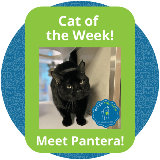 Copy of Cat of the Week (1)