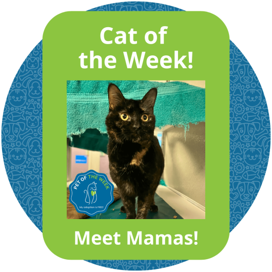 Copy of Cat of the Week (1)