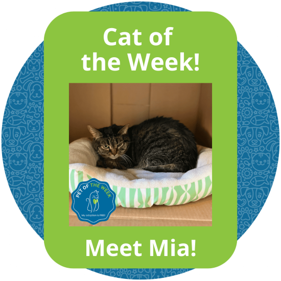 Copy of Cat of the Week (1)