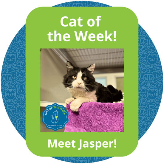 Copy of Cat of the Week (1)