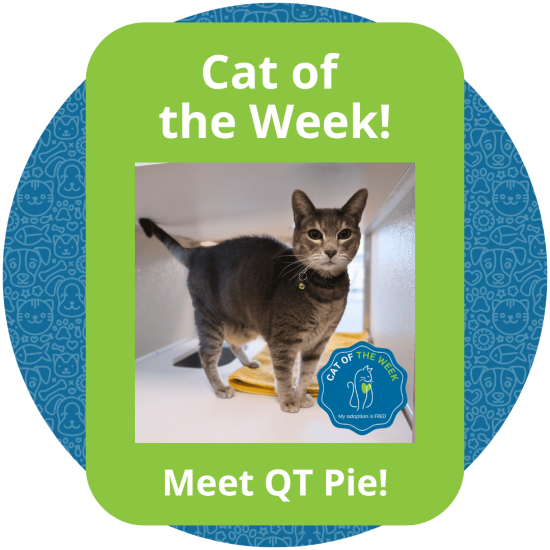 Copy of Cat of the Week (2)
