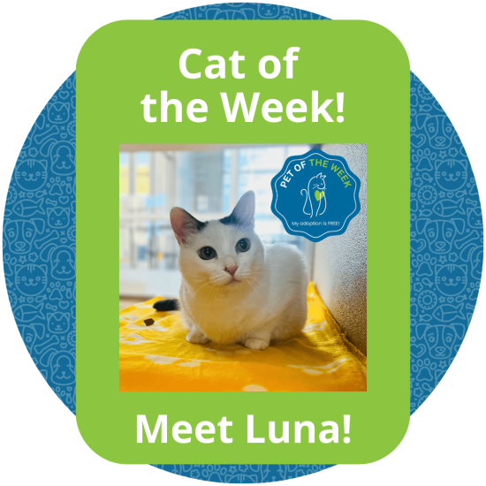 Copy of Cat of the Week (2)