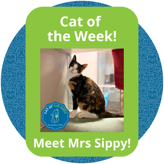 Copy of Cat of the Week