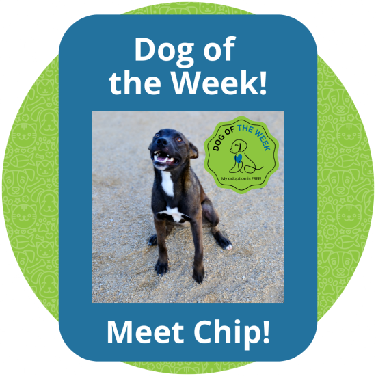 Copy of Dog of the Week (1)