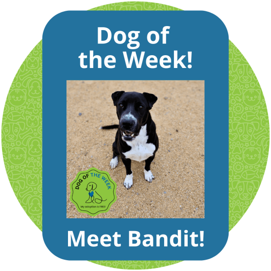 Copy of Dog of the Week (1)