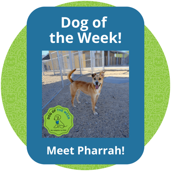 Copy of Dog of the Week (1)