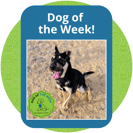 Copy of Dog of the Week (1)