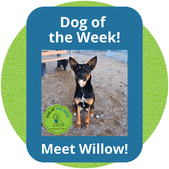 Copy of Dog of the Week (1)
