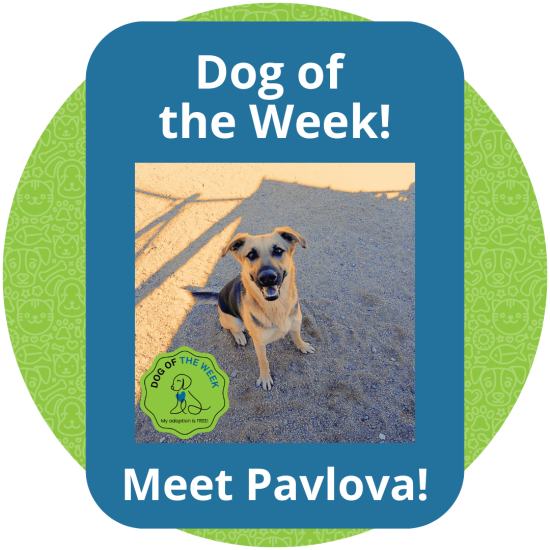 Copy of Dog of the Week (1)