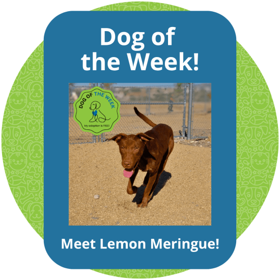 Copy of Dog of the Week (1)