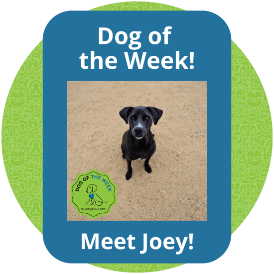 Copy of Dog of the Week (1)