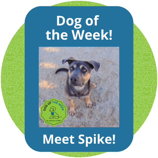 Copy of Dog of the Week (1)