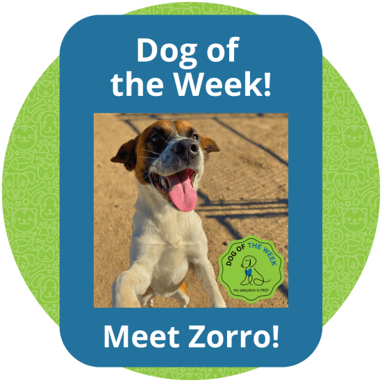 Copy of Dog of the Week (2)