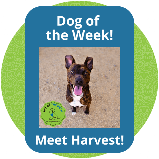 Copy of Dog of the Week (2)