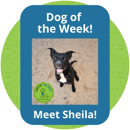 Copy of Dog of the Week (2)