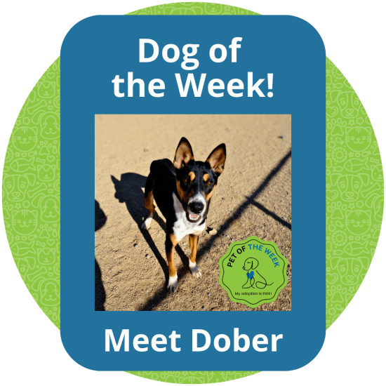 Copy of Dog of the Week (3)