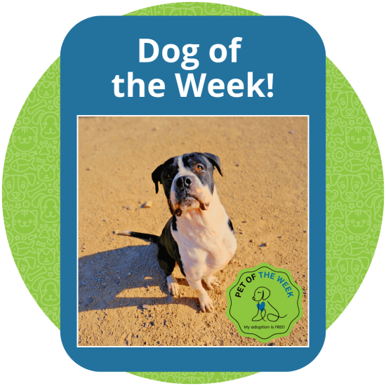 Copy of Dog of the Week (3)