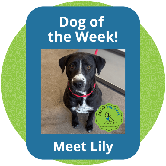 Copy of Dog of the Week (3)
