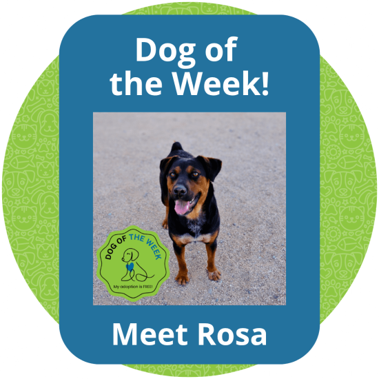 Copy of Dog of the Week (4)
