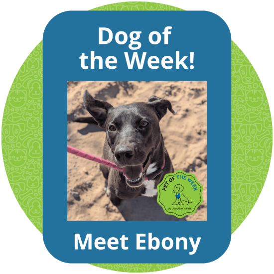 Copy of Dog of the Week (5)