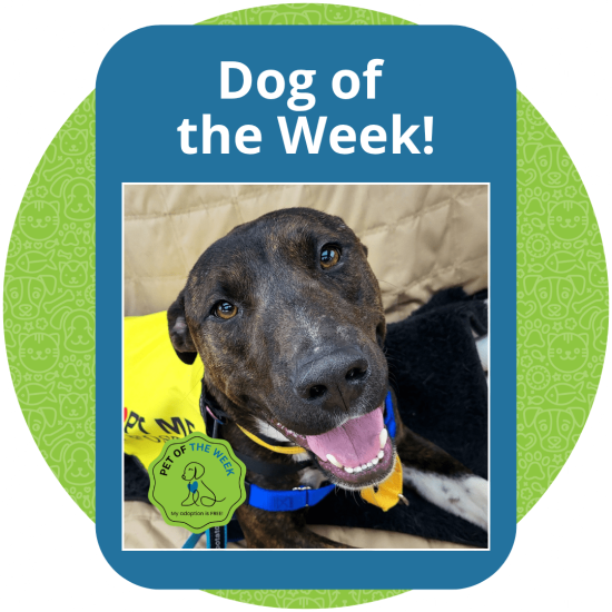 Copy of Dog of the Week (5)
