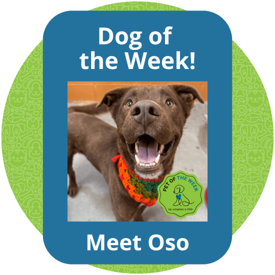 Copy of Dog of the Week (6)