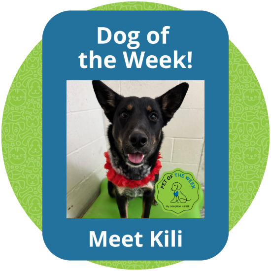 Copy of Dog of the Week (7)
