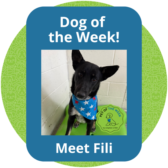 Copy of Dog of the Week (8)